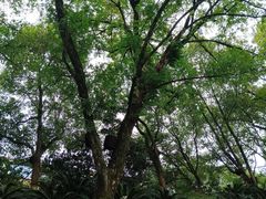 -云碧峰国家森林公园