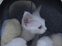 -美联众合动物医院·24h转诊中心