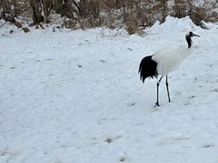 -钏路市丹顶鹤自然公园