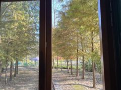 -合肥滨湖国家森林公园