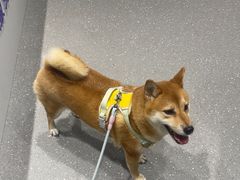 -心仪动物医院·牙专科·肿瘤·心脏科(西客站院)