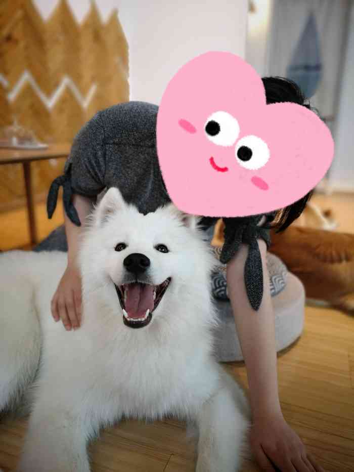 honeypuppy狗咖(万科钻石广场店)-"这家店的狗子们和老板都很热情哦!