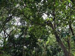 -深圳仙湖植物园