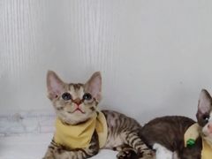 -Bastet sally猫舍购宠(静安店)