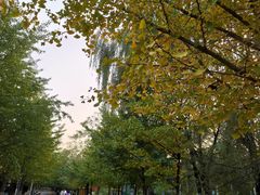 -长白岛森林公园