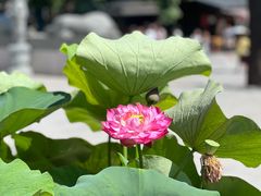 -西安大兴善寺