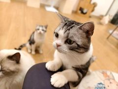 -有喵·猫咖·狗咖·30几只猫10只小狗(岗厦店)