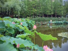 -陈家山荷花公园