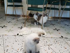 -喵喵咪呀布偶猫咖(春熙路店)