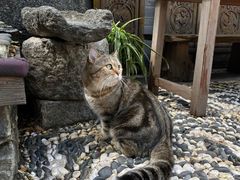 -喵屿·大理花园猫咖