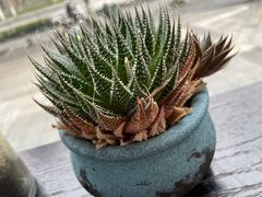 -爸爸糖吐司面包(南京奥体店)