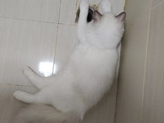 -宠颐生宠物医院·心肾内科·猫专科诊疗中心宠巢店