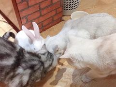 -万小咖.猫咖(中山路天虹店)