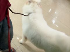 -瑞鹏·疫苗·绝育·宠物医院(金沙洲店)