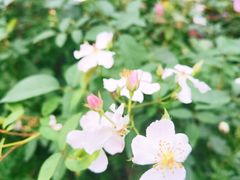 -香蜜公园