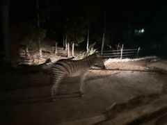 -清迈夜间动物园