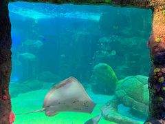 -悉尼海洋生物水族馆