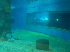 -北戴河圣蓝海洋公园