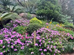 -深圳仙湖植物园