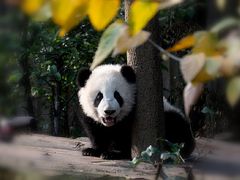景点-成都大熊猫繁育研究基地