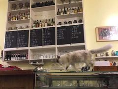 -猫色咖啡·猫咖