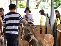 -鹿境梅花鹿生态园区
