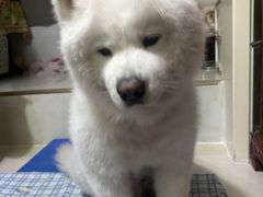 -美联众合爱康动物医院•复杂内科•肿瘤科•牙科•腔镜诊疗中心