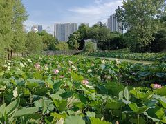 -月湖风景区