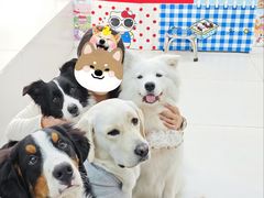 -汪说·狗咖·拼豆·宠物周边DIY(旺城大厦店)