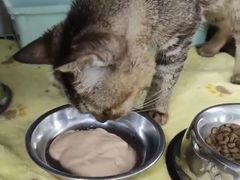 -瑞派动物医院·猫专科·至诚(江南中分院)