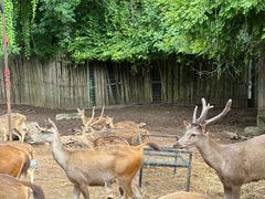 -清迈夜间动物园