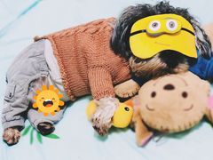 -爱牧宠物医院·猫专科·骨科·内窥镜(甪直店)