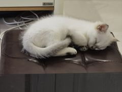 -艾贝尔宠物医院 ·内科全科(梁溪路店)