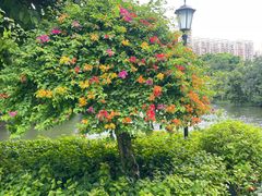 -荔湾湖公园