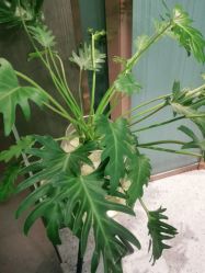 -苗方清颜·祛痘皮肤管理
