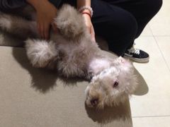 -1013 PET SHOP 宠物商店(近铁城市广场店)