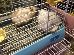 -藦茜花园宠物主题亲子互动体验馆(国顺东路店)