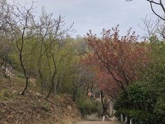 -石老人观光园