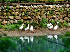 景点-祁门牯牛降观音堂风景区