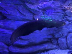 -芜湖新华联大白鲸海洋公园