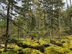 -汤旺河林海奇石景区