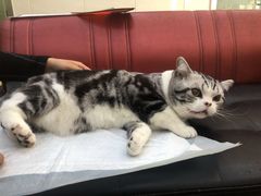 -瑞派天宁宠物医院·猫科·异宠中心