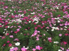 -天津东丽湖风景区