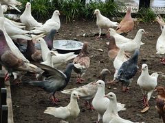 -西湖外事游船(湖滨二公园外事游船码头)