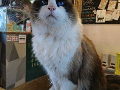 -喵屿·大理花园猫咖