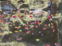 -苏州海洋馆