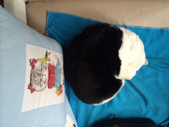 iphone_upload_pic-Anne猫窝咖啡屋
