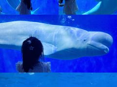 -泉城欧乐堡海洋极地世界