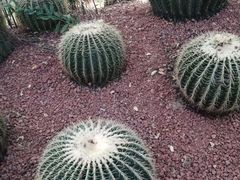 -呀路古热带植物园