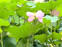 -秋霞圃